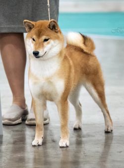 picture of dog