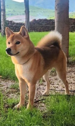picture of dog