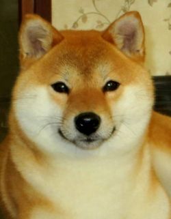 picture of dog