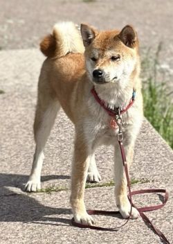picture of dog