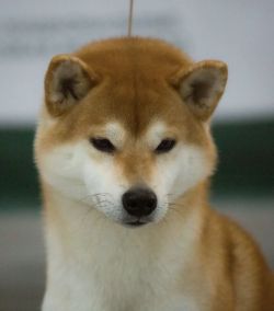 picture of dog