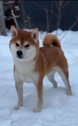 picture of dog