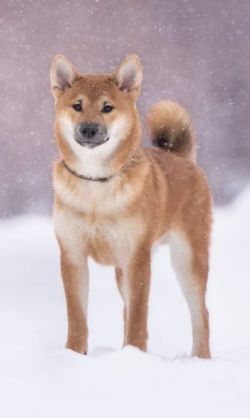 picture of dog