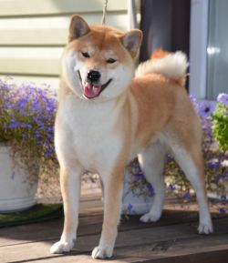 picture of dog