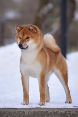picture of dog