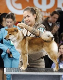 picture of dog