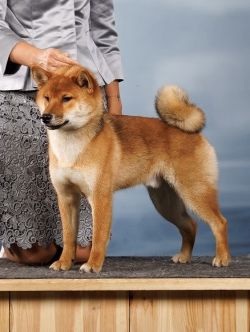 picture of dog