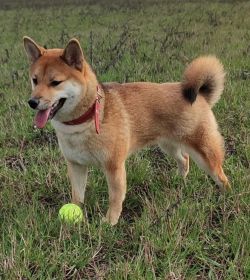 picture of dog