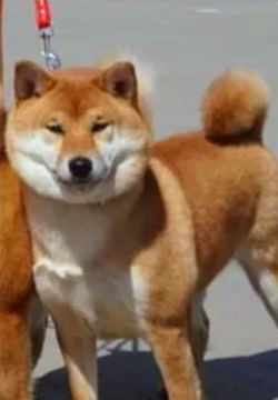 picture of dog