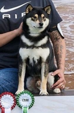 picture of dog
