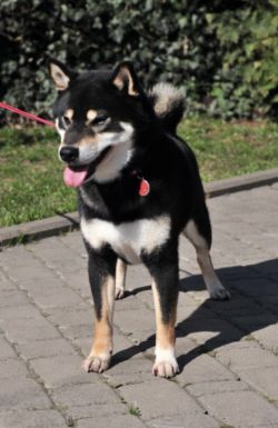 picture of dog
