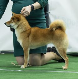 picture of dog