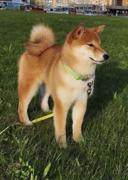 picture of dog