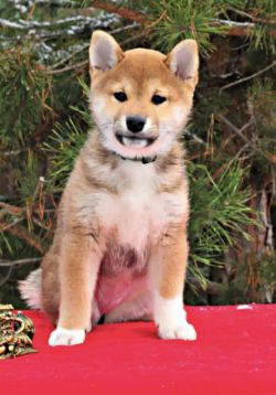 picture of dog