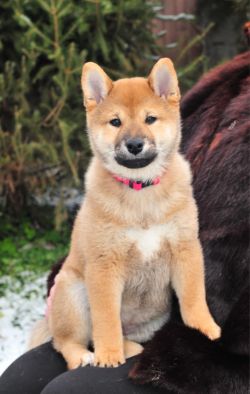 picture of dog