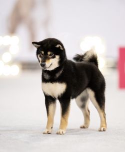picture of dog
