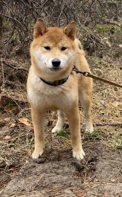 picture of dog