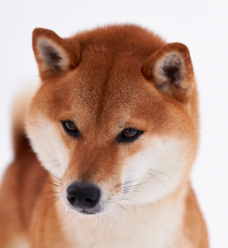 picture of dog