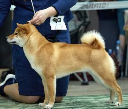 picture of dog