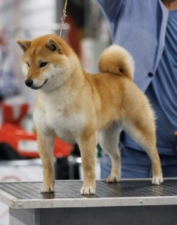 picture of dog