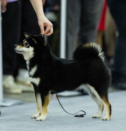picture of dog