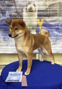 picture of dog