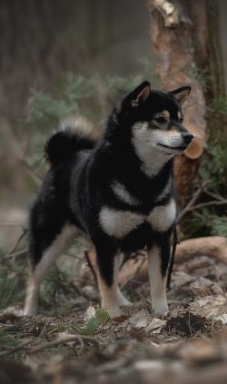 picture of dog