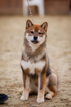 picture of dog