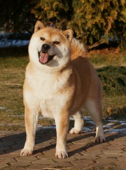 picture of dog