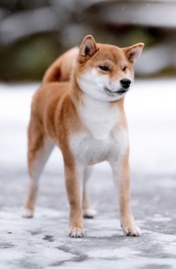 picture of dog