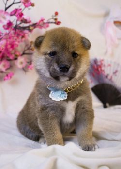 picture of dog
