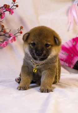 picture of dog