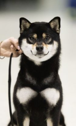 picture of dog