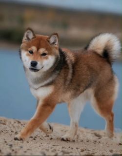 picture of dog