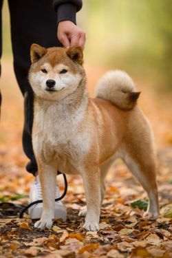 picture of dog