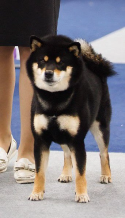picture of dog