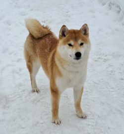 picture of dog