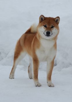 picture of dog