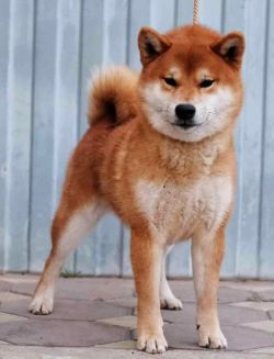 picture of dog