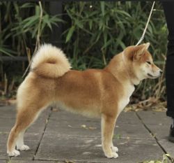 picture of dog