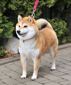 picture of dog