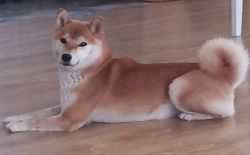 picture of dog
