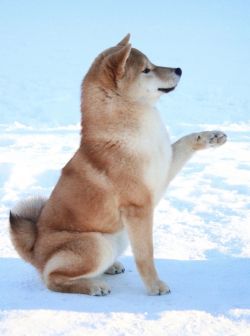 picture of dog