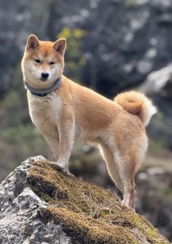 picture of dog