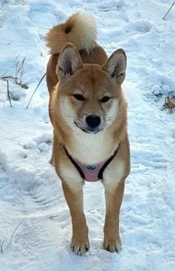picture of dog