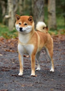 picture of dog