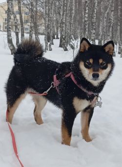 picture of dog