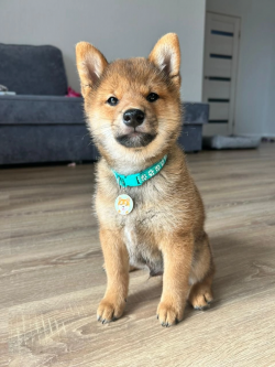 picture of dog