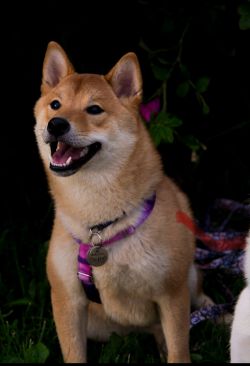 picture of dog
