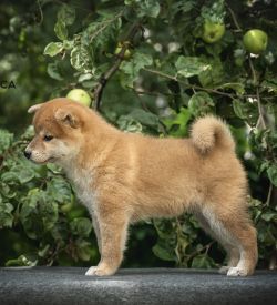 picture of dog